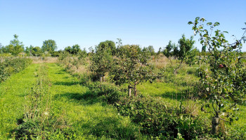 Zijn voedselbossen een rendabele bedrijfstak voor de Vlaamse landbouwer?