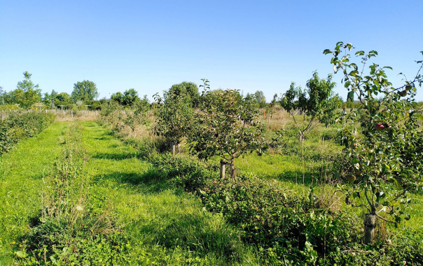 Zijn voedselbossen een rendabele bedrijfstak voor de Vlaamse landbouwer?