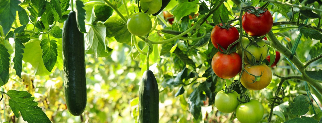 komkommer en tomaten plant