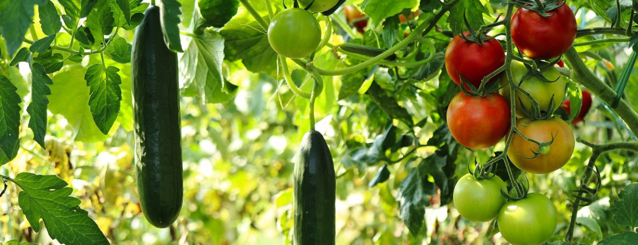 komkommer en tomaten plant