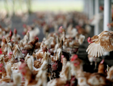 FAVV waarschuwt pluimveehouders voor mogelijke terugkeer van vogelgriep
