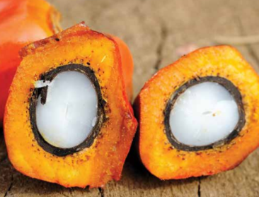 69 procent duurzame palmolie in Europese voedingsimport