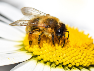 Wie redt de bij? Departement Landbouw zoekt initiatiefnemers voor bijenprojecten