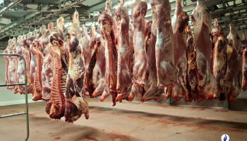 Mensensmokkel, witwas en uitbuiting: Waalse slachthuizen geviseerd door Braziliaanse maffia