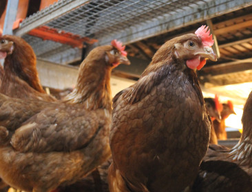 Onderzoek zkt. boerderijen die levensduur van de leghennen willen verlengen