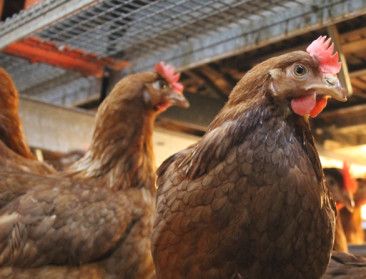 Vogelgriepbesmetting in Dilsen-Stokkem: 120.000 kippen geruimd