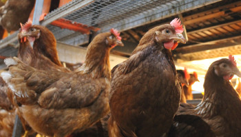 Onderzoek zkt. boerderijen die levensduur van de leghennen willen verlengen