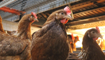 Vogelgriepbesmetting in Dilsen-Stokkem: 120.000 kippen geruimd