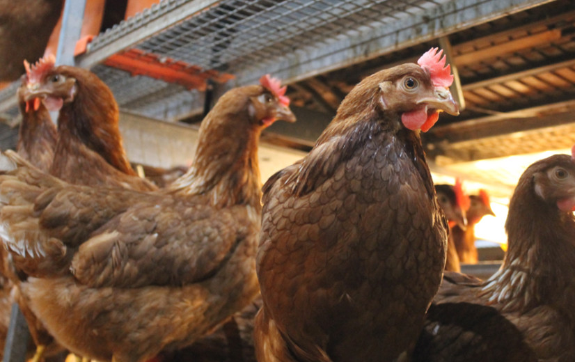 Vogelgriepbesmetting in Dilsen-Stokkem: 120.000 kippen geruimd