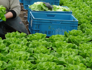 Tuinders leren Roemeens praten met hun seizoenarbeiders