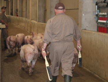 Weyts wil Vlaams controlesysteem in slachthuizen