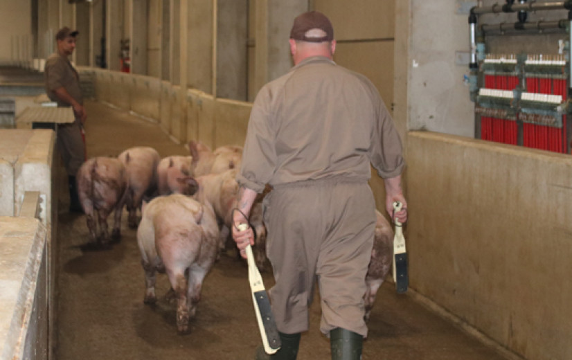 Slachthuis gaat mogelijk vrijuit voor dierenmishandeling na arrest Hof van Cassatie