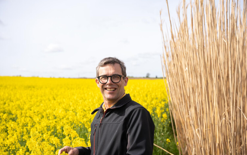 Miscanthus als brandstof: “Veruit mijn beste teelt nu”