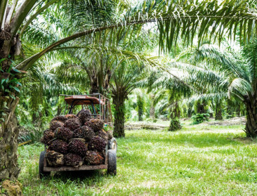Indonesië legt export van palmolie aan banden