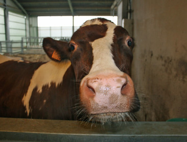Zuivelmarkt schrikt van aankondiging stockverkoop