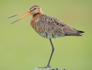 "Fok niet met de grutto": Boerennatuur en Vogelbescherming tegen Nederlands kweekplan voor weidevogels