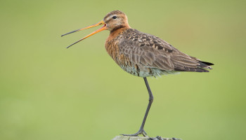 "Fok niet met de grutto": Boerennatuur en Vogelbescherming tegen Nederlands kweekplan voor weidevogels