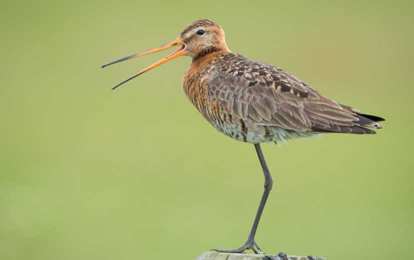 "Fok niet met de grutto": Boerennatuur en Vogelbescherming tegen Nederlands kweekplan voor weidevogels