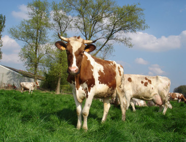 Biomelkveehouderij koerst op verdubbeling van productie