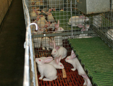 Lage contractprijzen dwarsbomen kwekers van parkkonijn