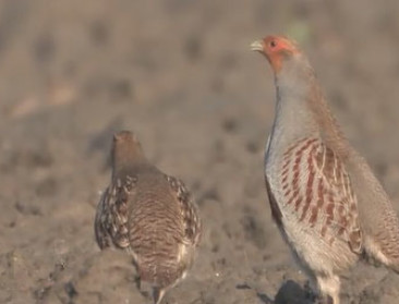 Jagers en boeren werken aan herstel patrijzenpopulatie