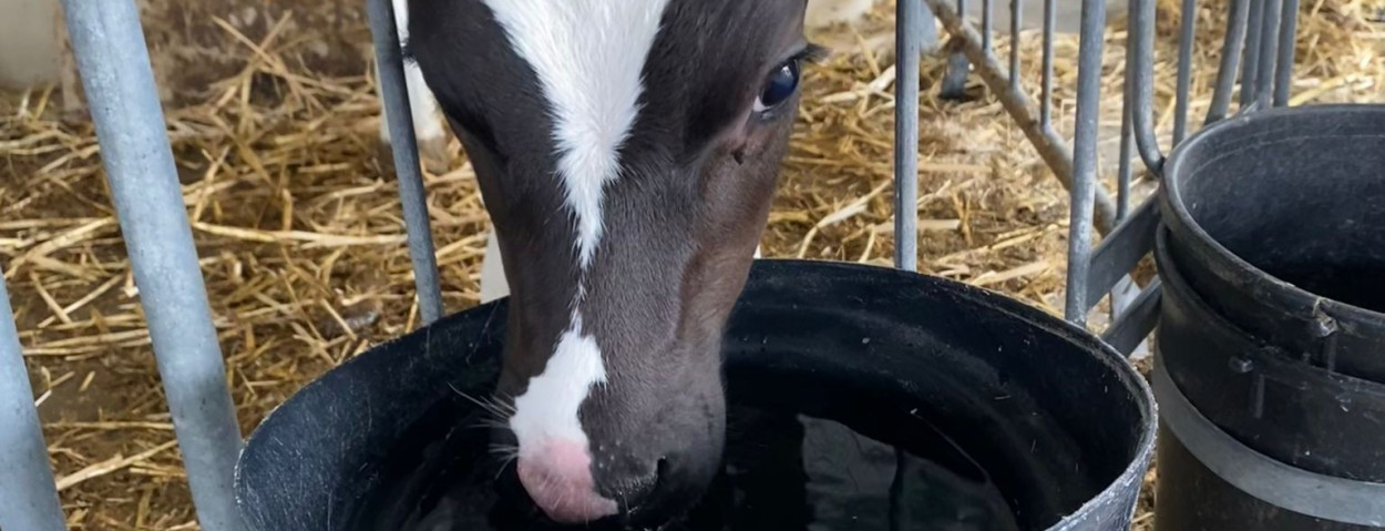 koe water drinken waterput