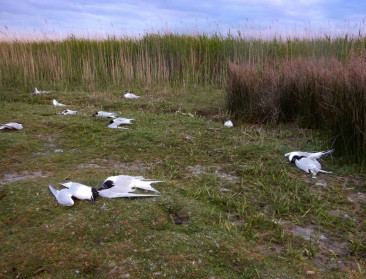 Belgische en Nederlandse kust geteisterd door massale vogelgriepuitbraak