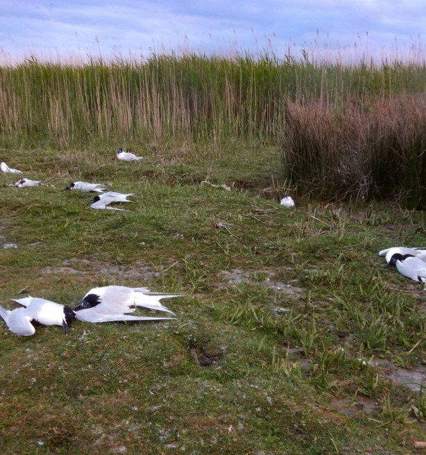 Belgische en Nederlandse kust geteisterd door massale vogelgriepuitbraak