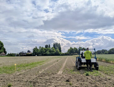 Geen sciencefiction meer: robots nemen het wieden over op Vlaams wortelveld