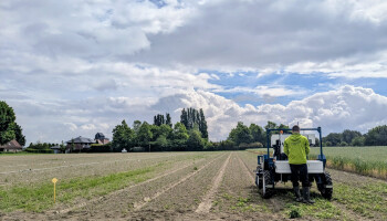 Geen sciencefiction meer: robots nemen het wieden over op Vlaams wortelveld