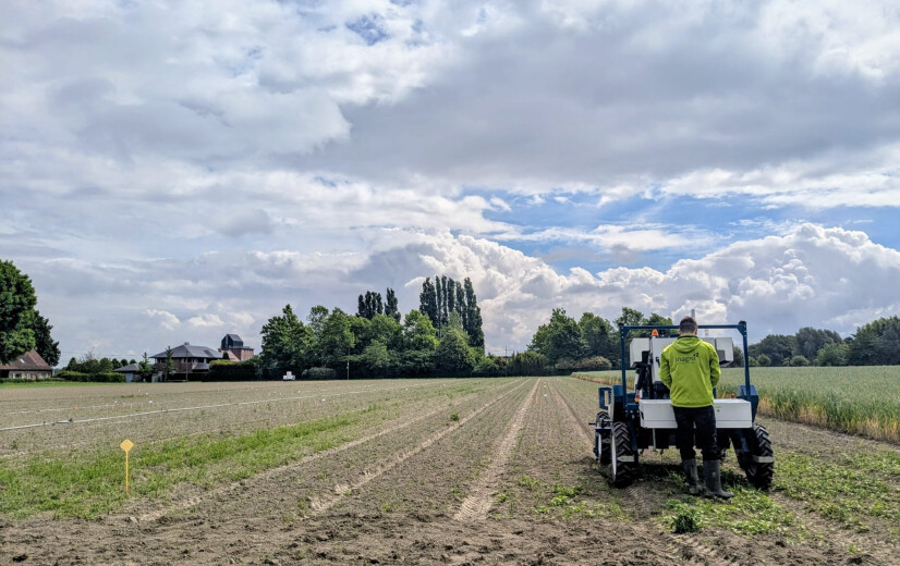 Geen sciencefiction meer: robots nemen het wieden over op Vlaams wortelveld