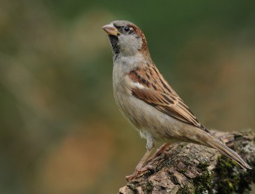 Vogeltelweekend zorgt voor goed en slecht nieuws: pimpelmees verdringt de huismus