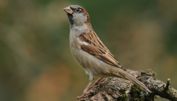 Vogeltelweekend zorgt voor goed en slecht nieuws: pimpelmees verdringt de huismus