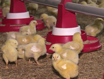 Antibioticagebruik in de veehouderij evolueert ongunstig in 2020