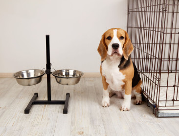 Vogelgriep: China heft handelsembargo op voor Belgische diervoeders met gevogelte