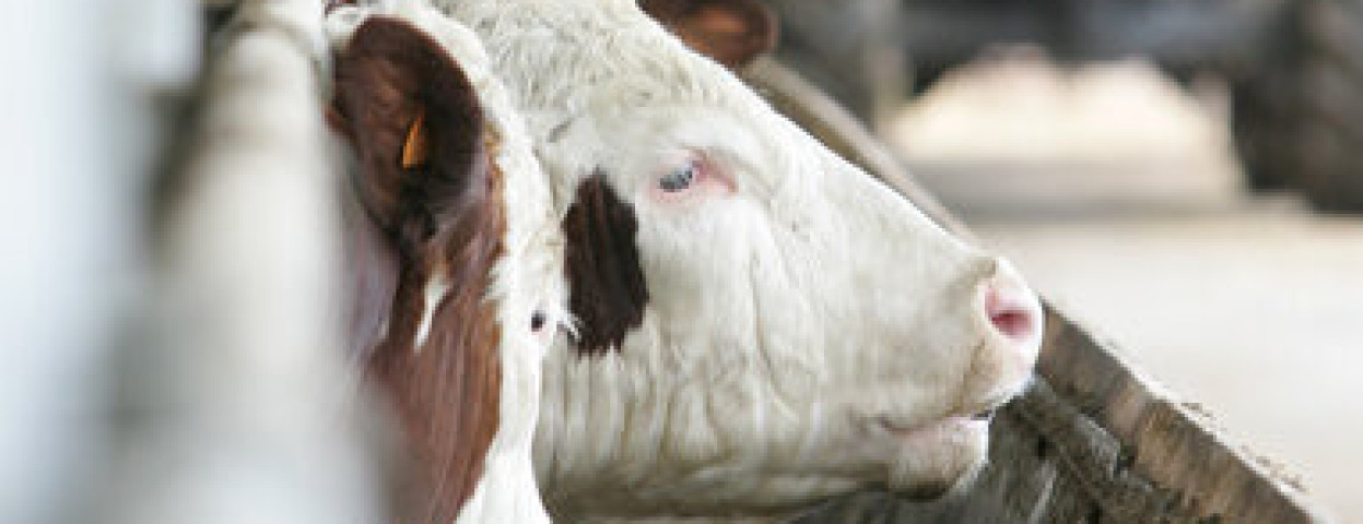 koeien stal runderen © European Union