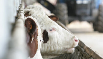 Nieuw infopunt begeleidt veehouders bij emissiereductie