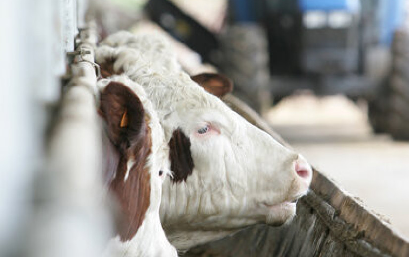 Nieuw infopunt begeleidt veehouders bij emissiereductie