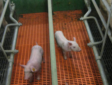 2,4 miljoen Franse beerbiggen worden niet gecastreerd