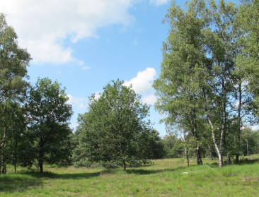 Vlaamse overheid en Pidpa kopen militair natuurdomein