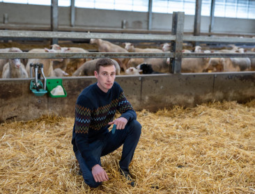 Schapenmelkbedrijf ziet verkoop aan boerderijverwerkers groeien tijdens blauwtong