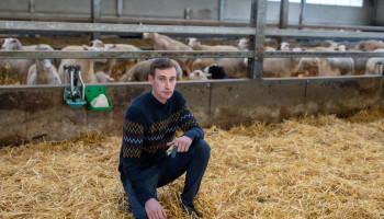 Schapenmelkbedrijf ziet verkoop aan boerderijverwerkers groeien tijdens blauwtong