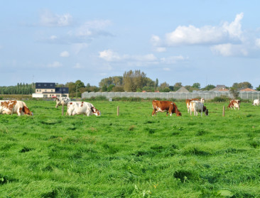 Franse boeren spannen proces aan tegen hun zuivelfirma