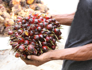 Verdient RSPO meer krediet dan ngo's het willen geven?