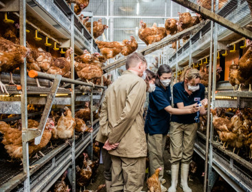 Proefbedrijf in Geel maakt van kippen houden een kunst