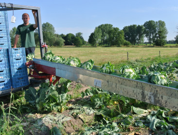 Ondanks eerdere verontrustende signalen in de groenteteelt nemen fabrieken gecontracteerd volume af