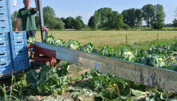 Ondanks eerdere verontrustende signalen in de groenteteelt nemen fabrieken gecontracteerd volume af