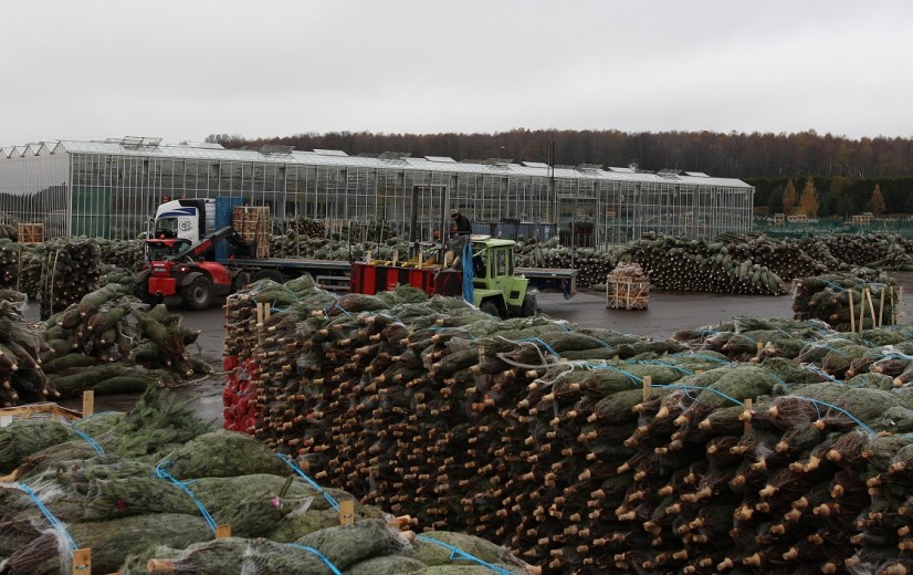 De hectiek en de rust van het kerstboomseizoen