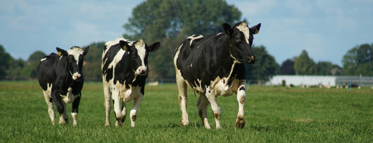 melkkoeienweide