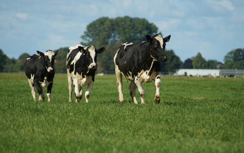 Kritiek in Nederland op uitkoopregeling: “Had goedkoper en drie keer zo efficiënt kunnen zijn”